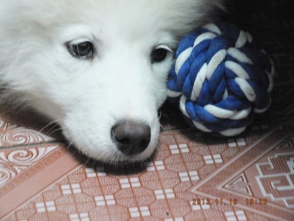 一个月的萨摩耶老是咬东西怎么办,萨摩耶幼犬咬主人手脚怎么办