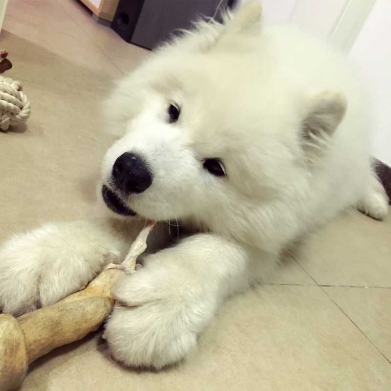 一个月的萨摩耶老是咬东西怎么办,萨摩耶幼犬咬主人手脚怎么办