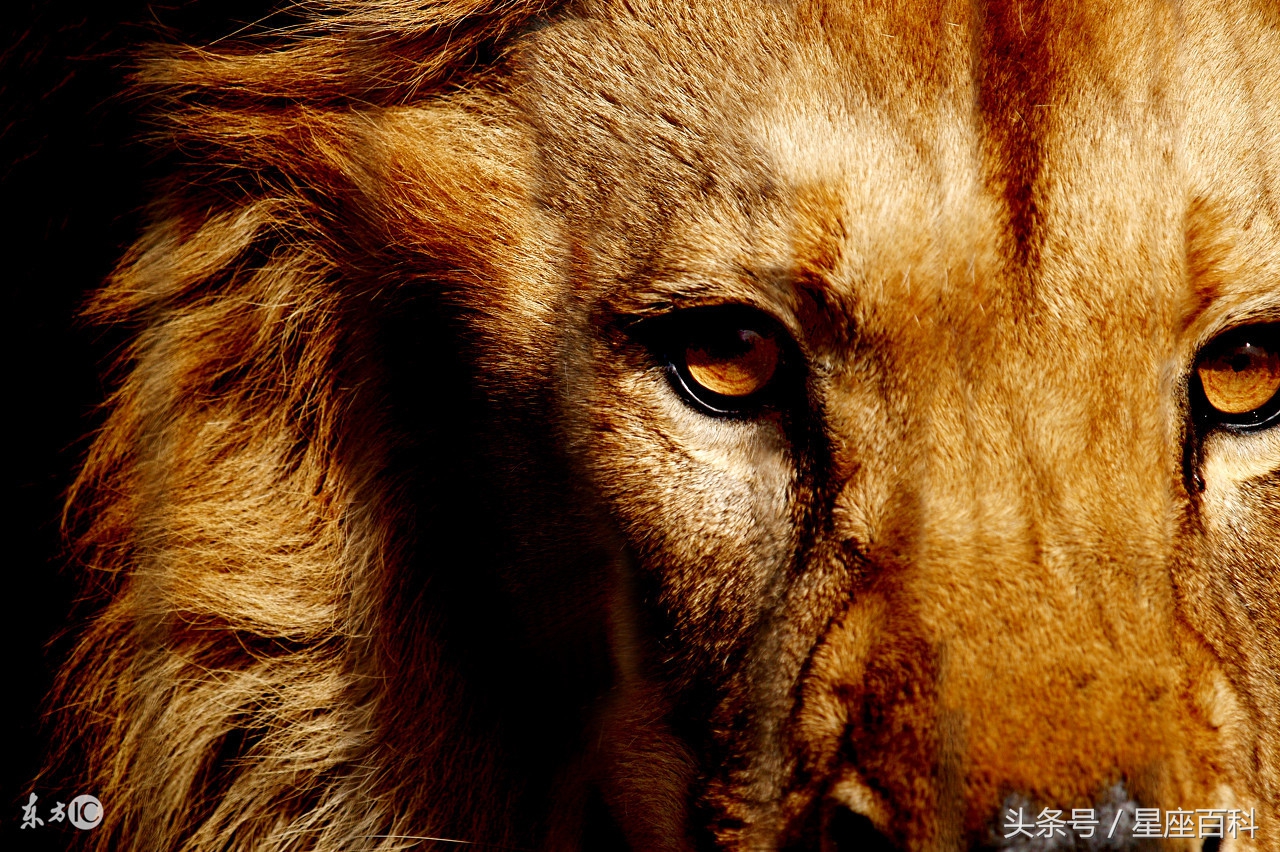 为啥不能和狮子座说太多,应该和狮子座说什么