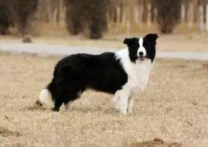 黄色毛的狗狗是什么品种,狗狗品种大全及图片与介绍