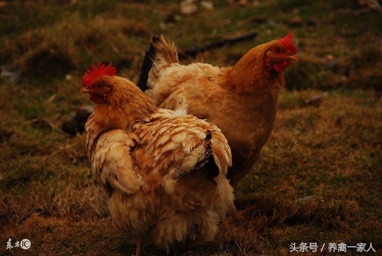 养鸡生病怎么治,养鸡羽毛发白怎么回事