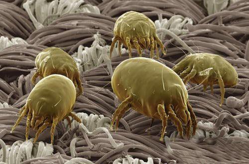 过敏性结膜炎畏光,结膜炎过敏性鼻炎