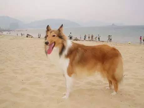 黄色毛的狗狗是什么品种,狗狗品种大全及图片与介绍