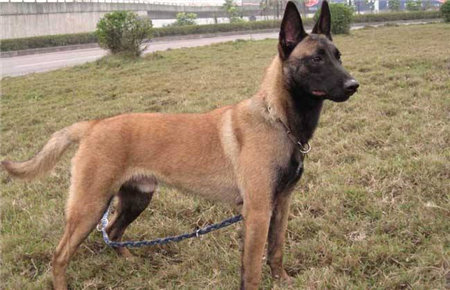 马犬喂养正确方法,马犬怎么喂养