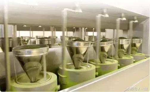 食材特典｜关于抹茶的真相都在这里（深度文）