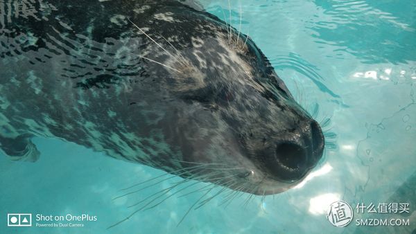 日本一日游皇居,自由行日本皇居攻略