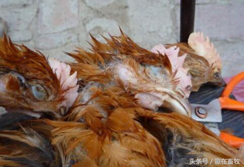 鸡冠发白是什么病能吃吗,鸡冠发白是什么病用什么药能治好