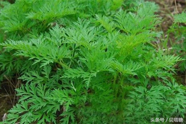 怎么缓解血糖高对眼睛的伤害,如何缓解血糖高眼疾