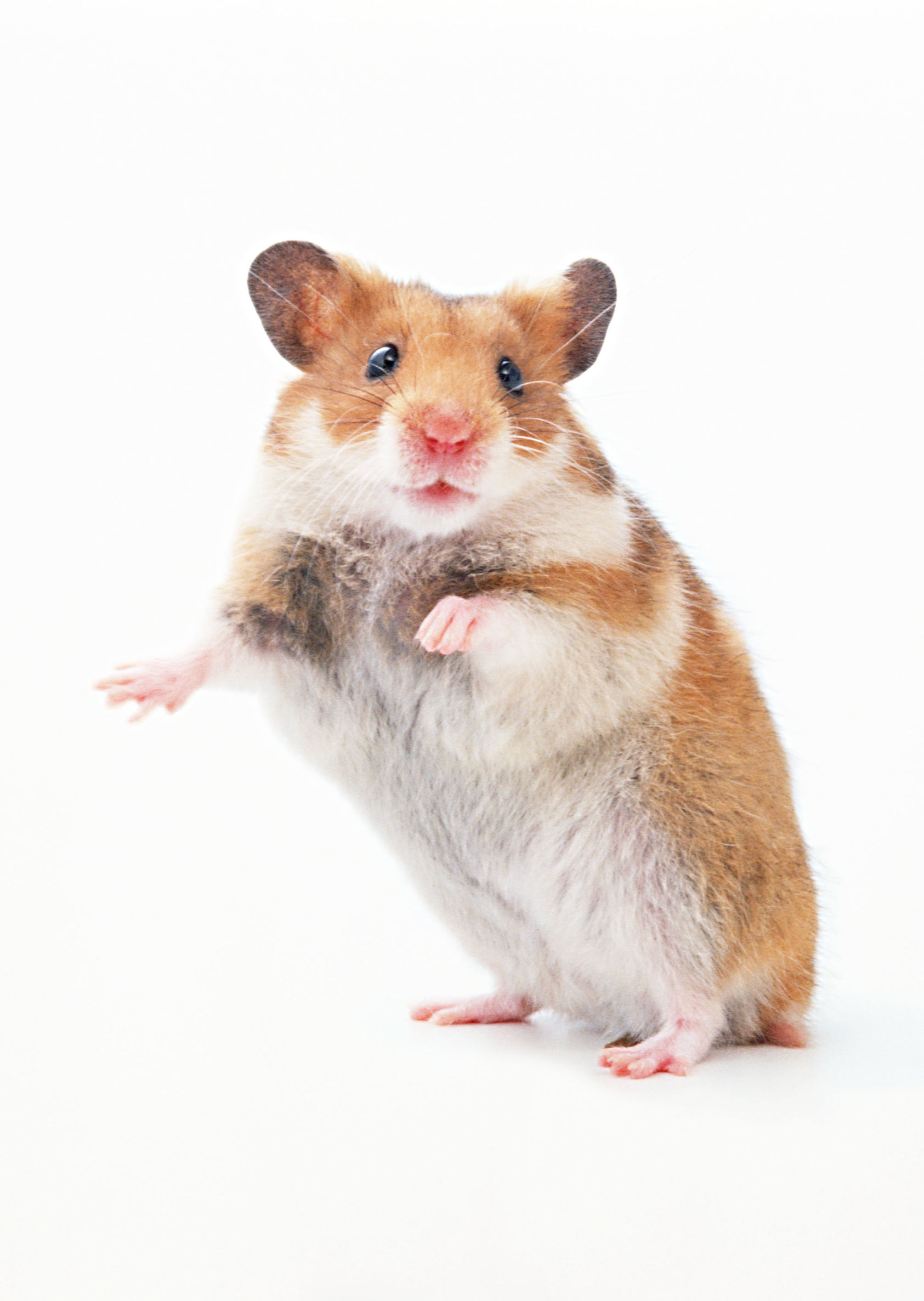 侏儒仓鼠和熊类仓鼠哪个好养,公仓鼠和母仓鼠能够一起养吗