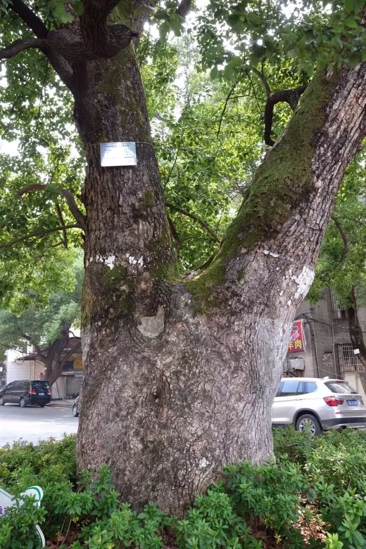 「红棉·长河」三棵古树牵出的百年铁路