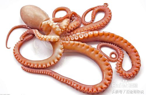乌贼鱿鱼八爪鱼章鱼有什么区别,章鱼八爪鱼鱿鱼墨鱼乌贼怎么区分
