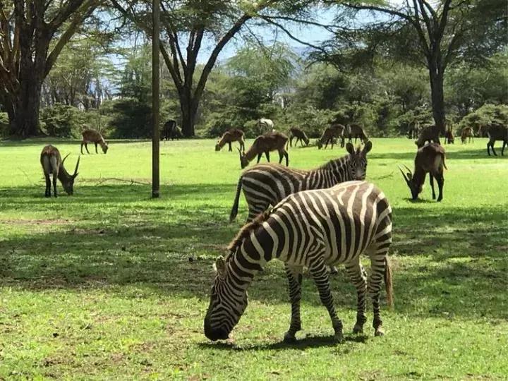 曾哥美国视频,曾哥美国