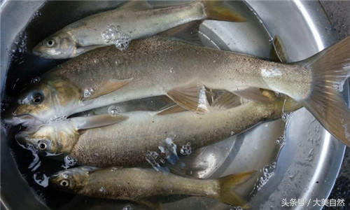 水产白点用什么药治疗,水产养殖鱼药好的有哪些