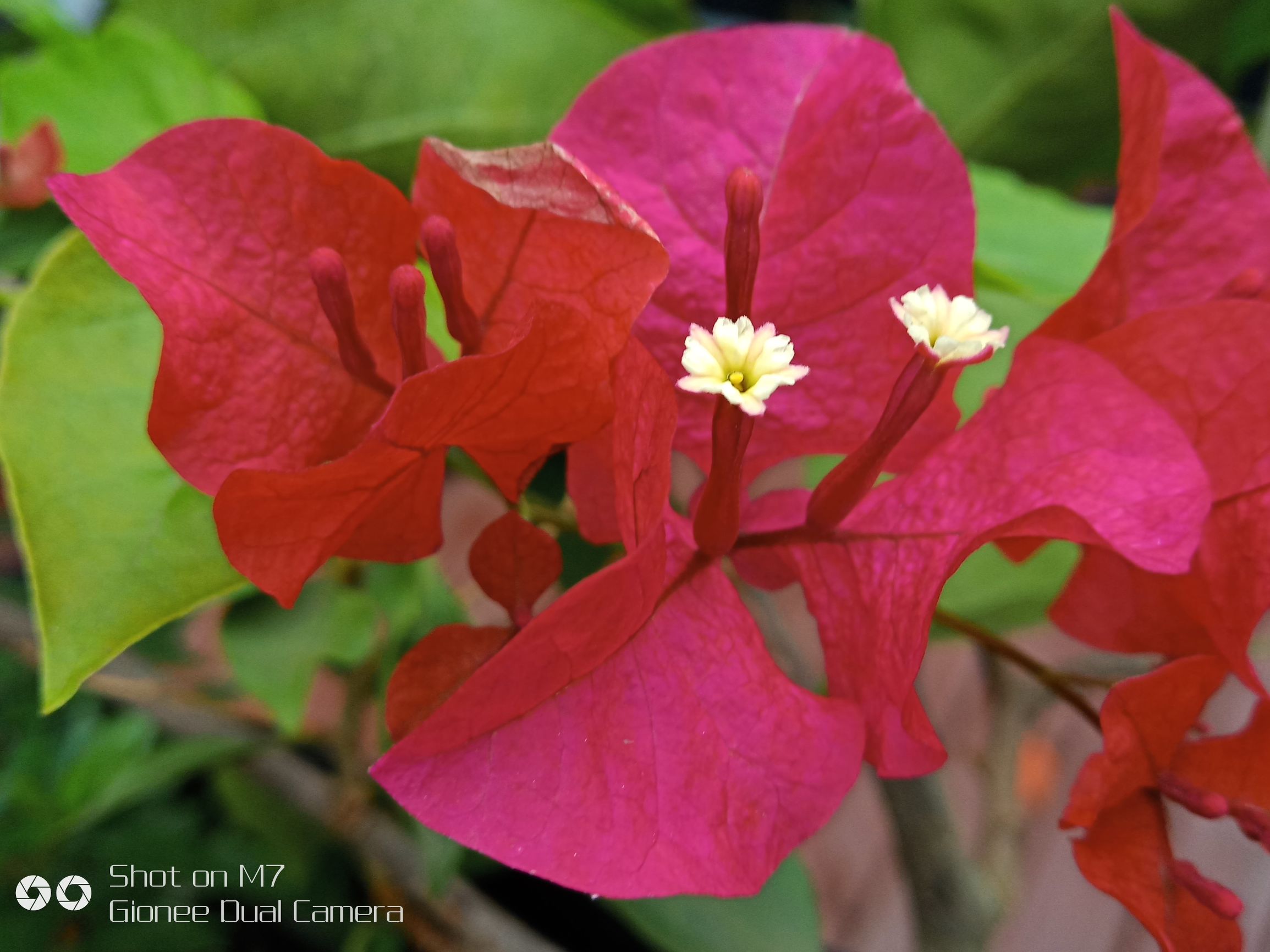 金立m7评测完全版,金立m7测评