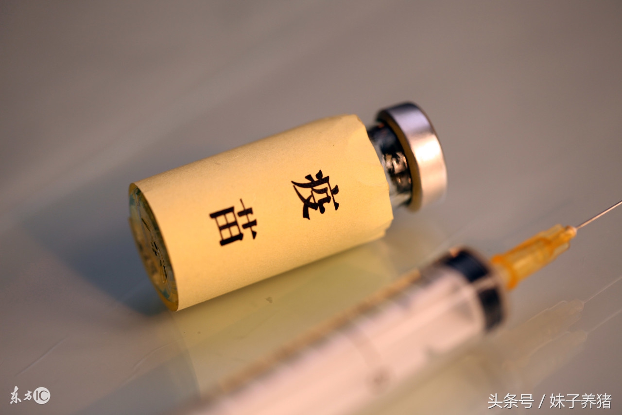 猪打口蹄疫疫苗应激,猪打口蹄疫疫苗要注意什么