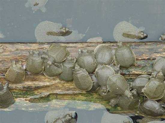 汉寿县甲鱼产业发展建议,甲鱼养殖业现状图