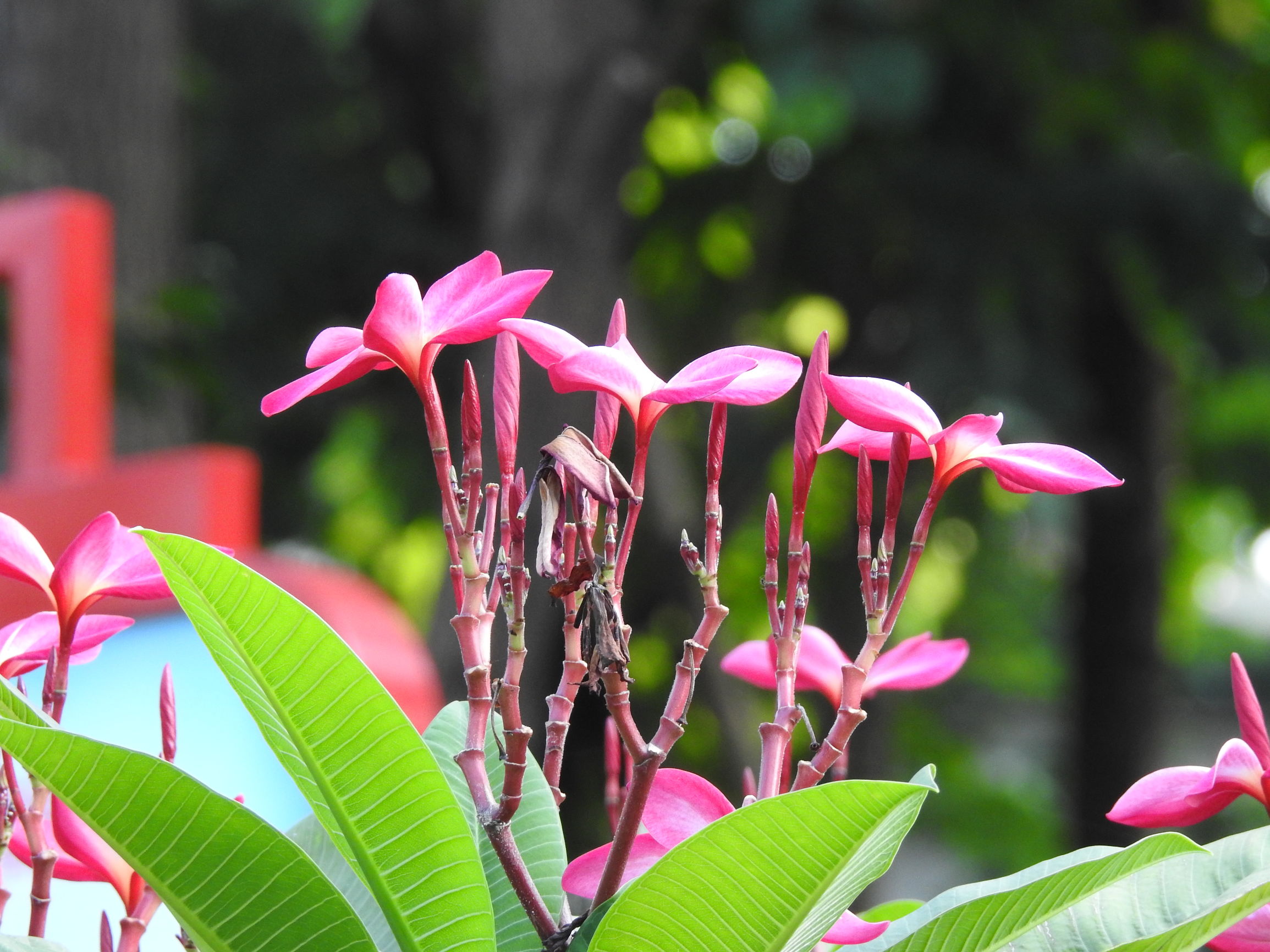 塘厦有哪些风景,塘厦凌晨哪里好玩