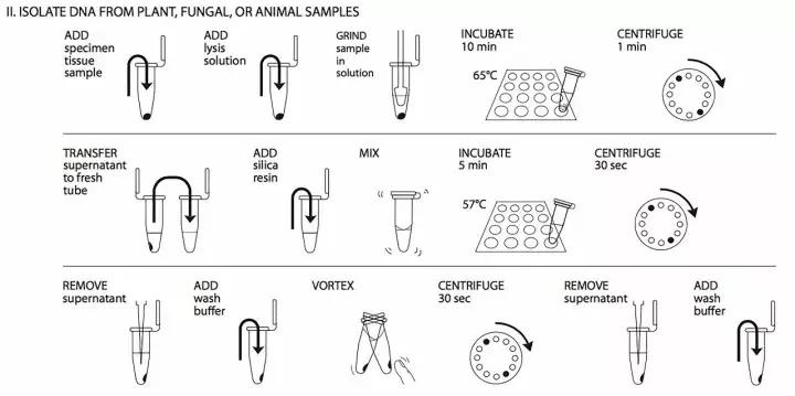 蓝鳍金枪鱼辨别真假,蓝鳍金枪鱼大腹如何辨认真假