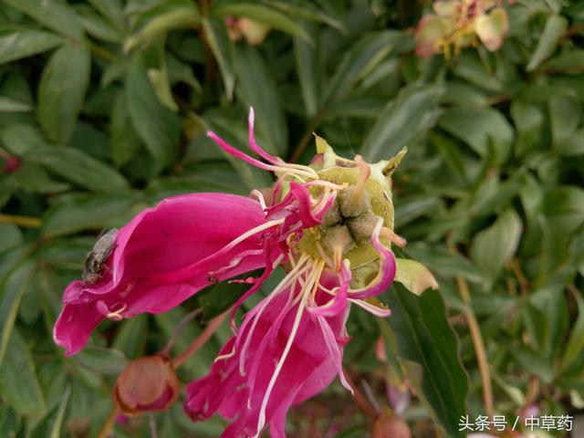 “花中皇后”芍药，不但“貌美”，入药还可养血调经、平肝止痛