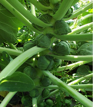 那么可爱想尝一尝