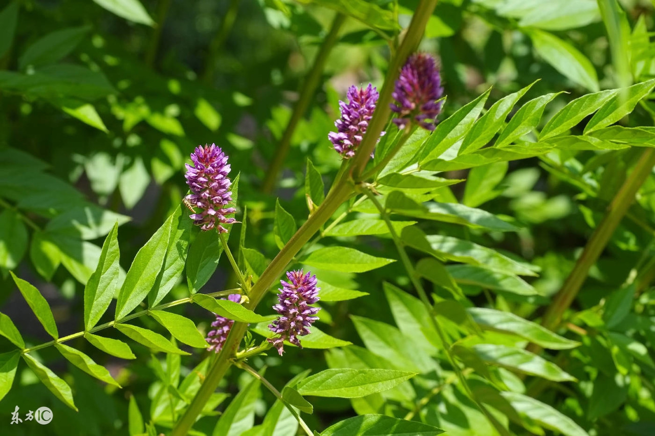 甘草有哪些功能听听行家怎么说,你知道甘草的功能与功效吗