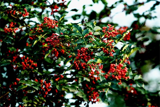 花椒含在嘴里能治牙疼吗,治牙疼花椒泡水多长时间