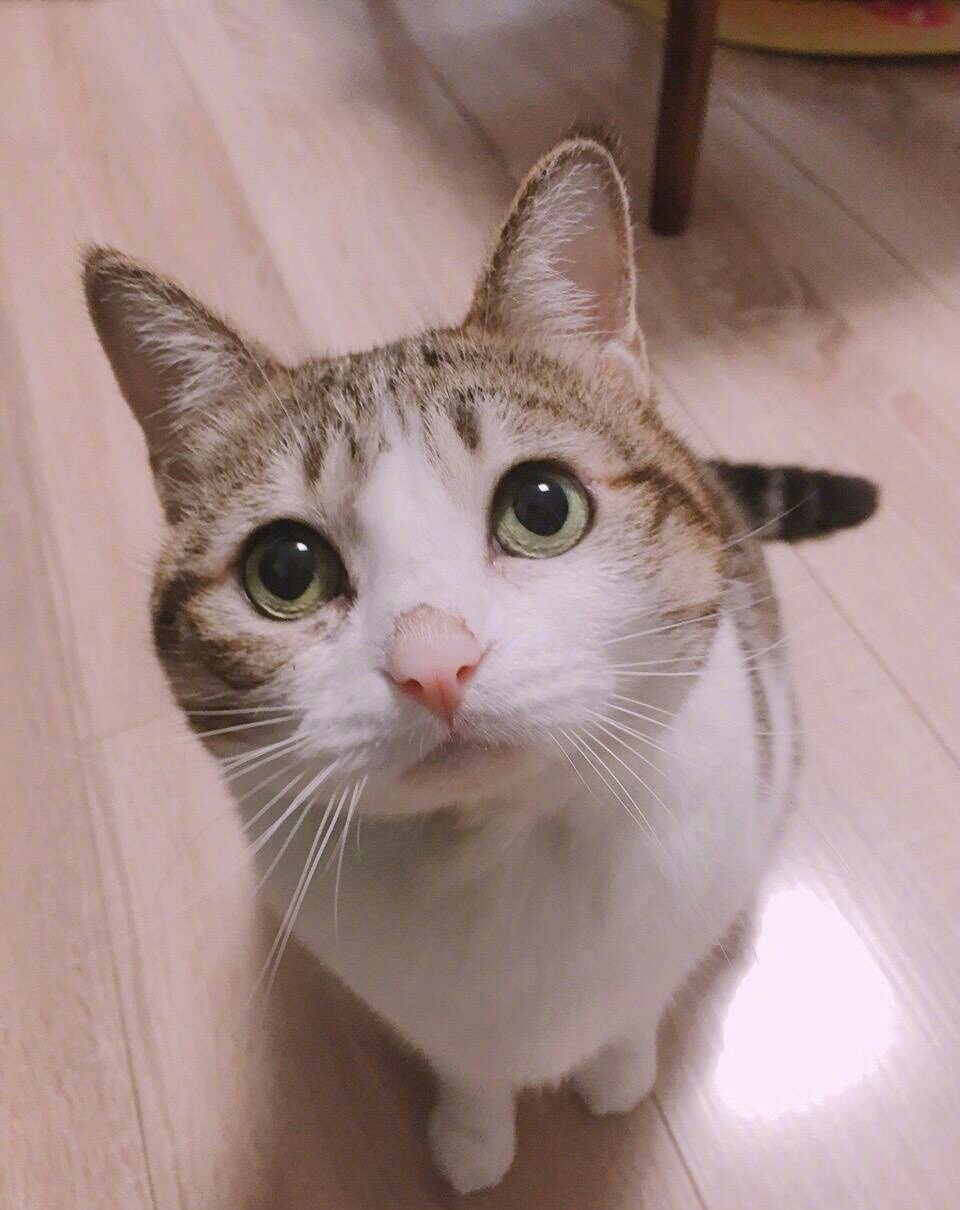 最合适养的十大猫咪,家养哪种猫咪最好养最乖