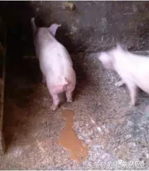 猪场林可霉素配庆大霉素主治,猪场用林可霉素功能