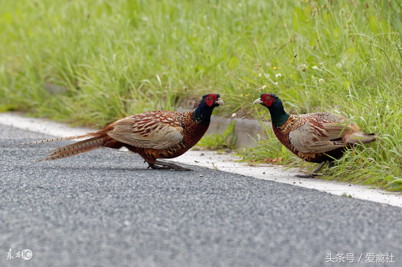 野鸡成本高吗,野鸡带来的效益