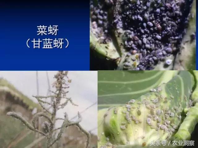东北大田鳞翅目害虫有哪些,害虫科普小知识