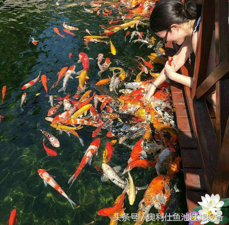 渔夫与美人鱼的故事,美人鱼和小鱼的故事文字