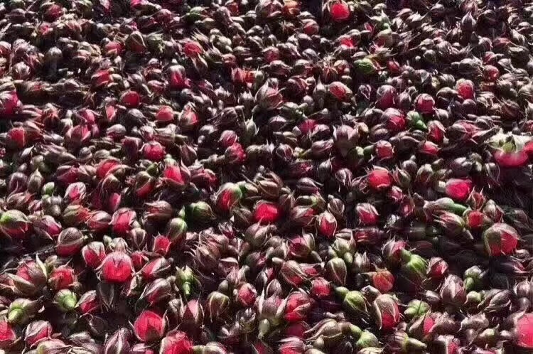 菊花和玫瑰花茶的功能与功效,经期喝玫瑰花茶的功效与功能