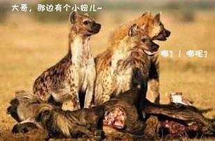 “掏肛”二哥继“平头哥”后又一位扛把子