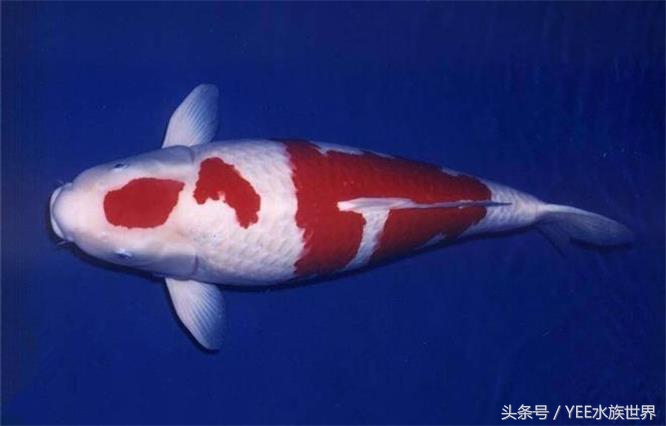 鱼缸里也有“黄金屋”，说不定哪天你会培育出稀有品种！