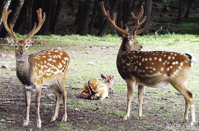 新手养鹿需要注意什么,养鹿注意什么最好