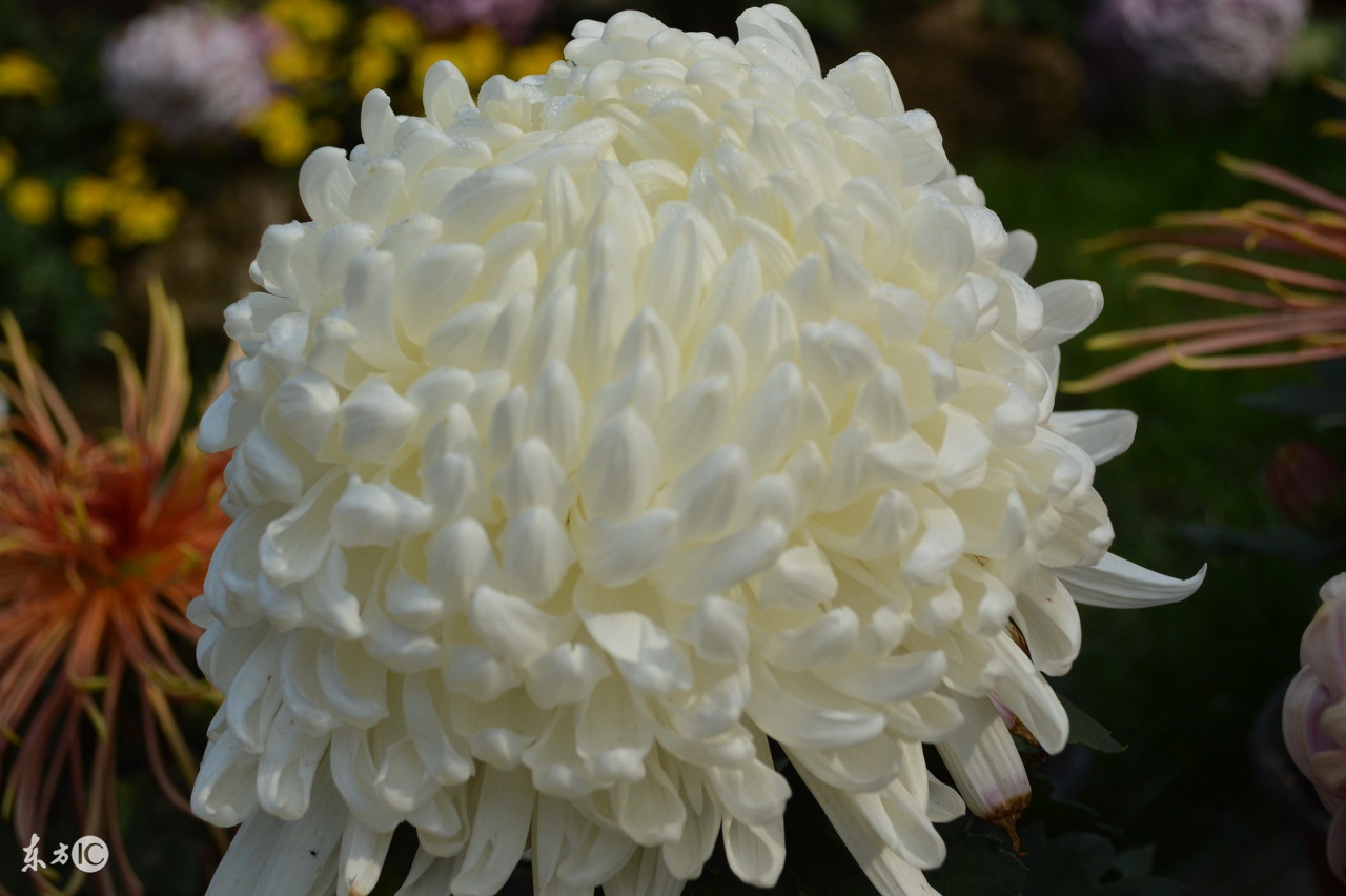 菊花唯美诗句图,关于菊花的诗句图片