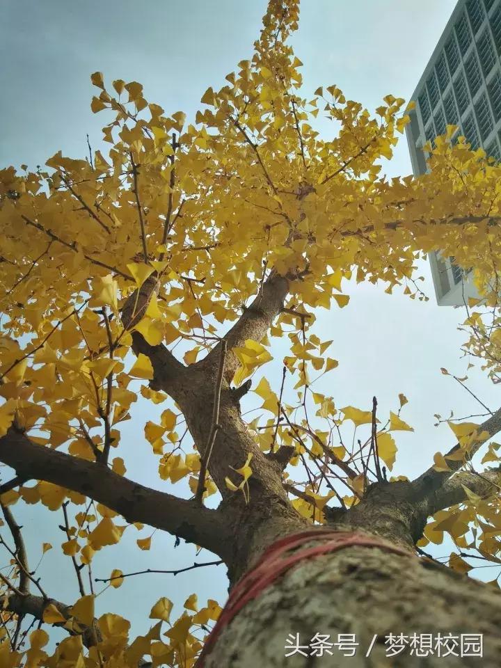 甘肃农业大学宣传片完全版,甘肃农业大学校园风景视频