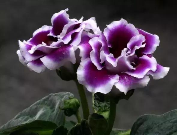 大岩桐花的养护方法图片及价格,大岩桐哪个颜色花最好看