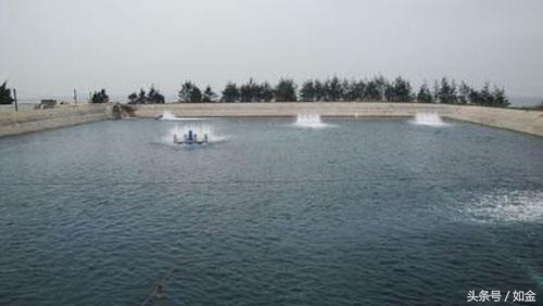 南方怎么养南美白对虾,鲜活南美白对虾是怎么养殖的