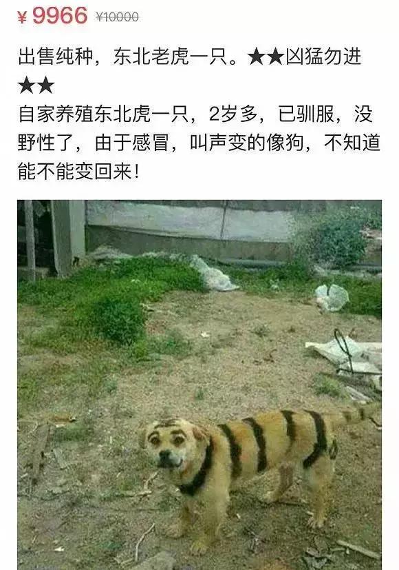 闲鱼上的奇葩东西整理,闲鱼上的那些不可思议的东西