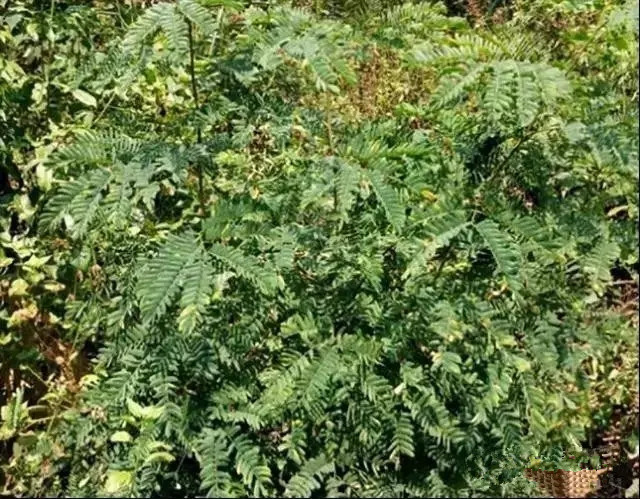 黄花梨怎么鉴定真假图解,海南黄花梨的鉴定方法和真假对比