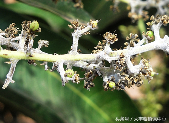 芒果各种病虫害,所有人都对芒果过敏怎么处理