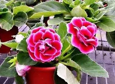 大岩桐花的养护方法图片及价格,大岩桐哪个颜色花最好看