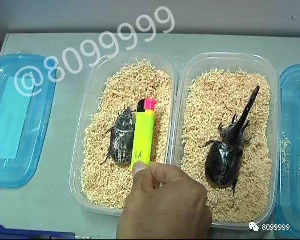 海关截获进境邮包,跨境包裹海关检疫管理办法