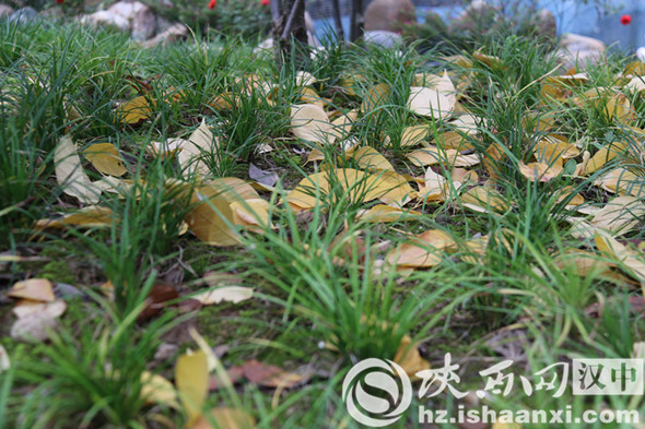 汉中堂宏广场一草一木皆是秋