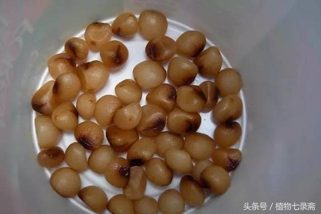 自家君子兰种子种君子兰方法,用一粒种子如何养出一盆君子兰