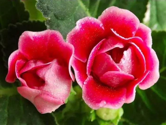 大岩桐花的养护方法图片及价格,大岩桐哪个颜色花最好看