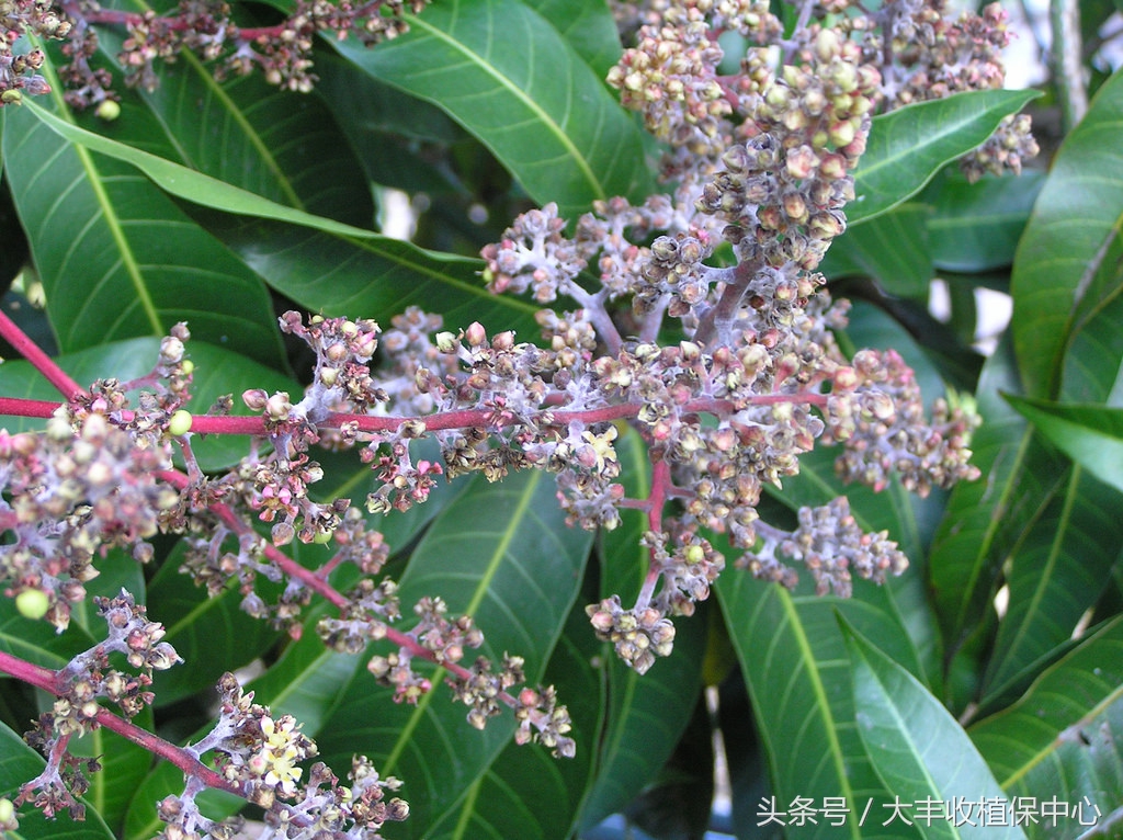 芒果各种病虫害,所有人都对芒果过敏怎么处理