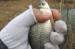 钓鱼养蚯蚓用什么箱子最好,泡沫箱养蚯蚓钓鱼最佳方法