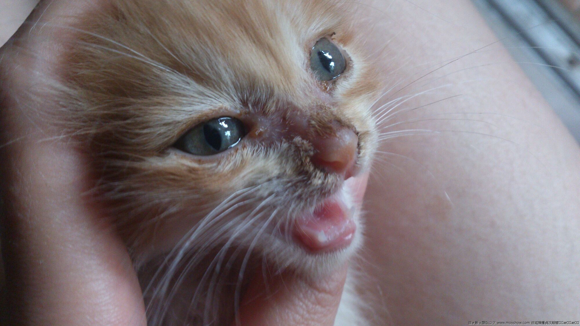 人得了猫癣如何预防猫癣扩散,猫癣在治疗的过程中传染吗